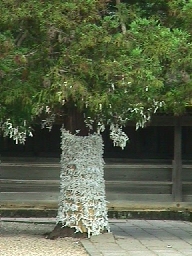 Read oracles (o-mikuji) posted on a tree.